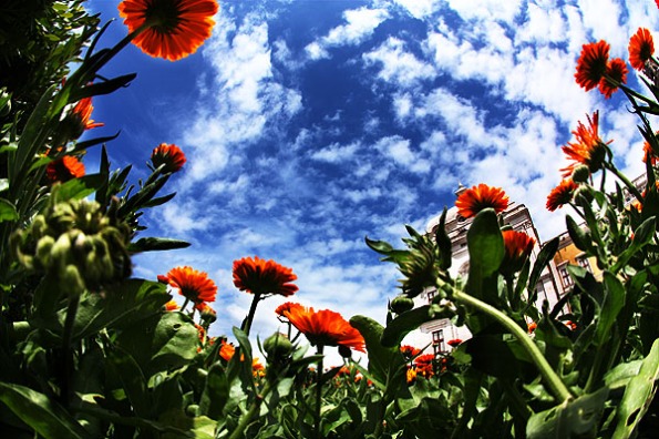 Flowers and Sky